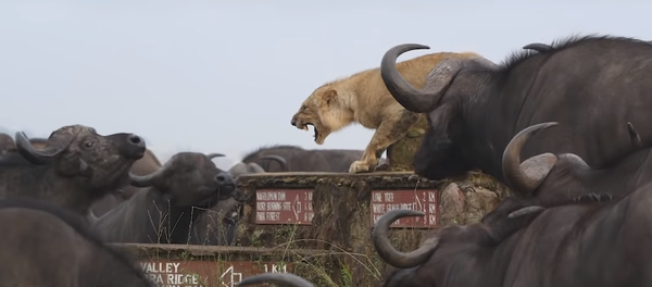 Un león muestra sus dientes para defenderse de una manada de búfalos hambrientos Un león muestra sus dientes para defenderse de una manada de búfalos hambrientos - Sputnik Mundo