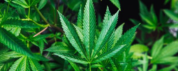 Cannabis - Sputnik Mundo