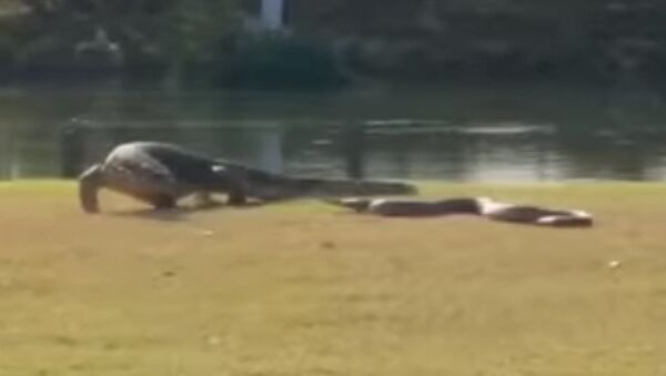 Un varano 'saca de sus casillas' a una pitón en Tailandia - Sputnik Mundo