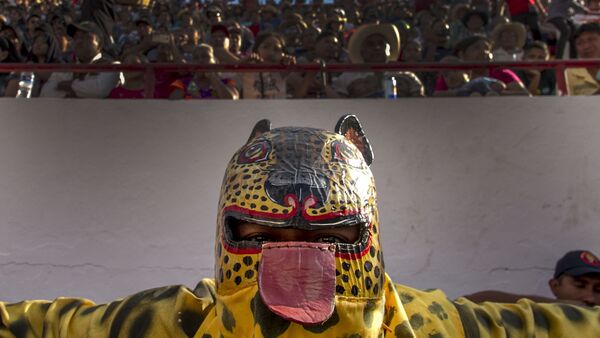 Tigre de San Antonio se prepara para luchar en el porrazo - Sputnik Mundo