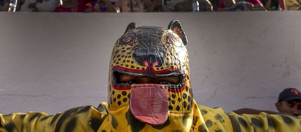 Tigre de San Antonio se prepara para luchar en el porrazo - Sputnik Mundo