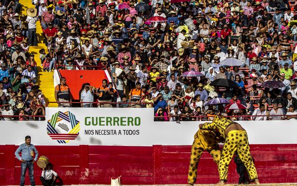 La lucha del tigre de Santa Cruz contra el tigre de Tequicorral, durante el porrazo - Sputnik Mundo