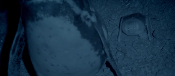 La asquerosa técnica de los pingüinos contra los murciélagos - Sputnik Mundo