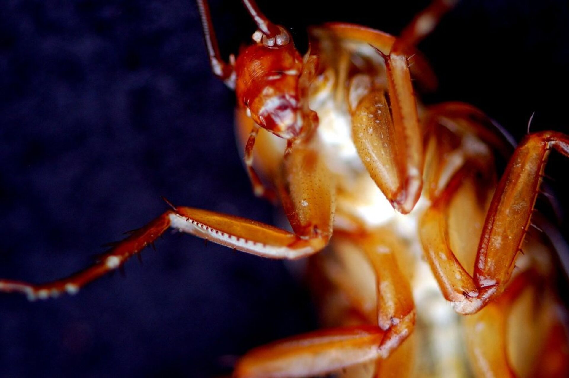 Una cucaracha - Sputnik Mundo, 1920, 06.10.2023