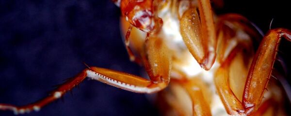 Una cucaracha - Sputnik Mundo