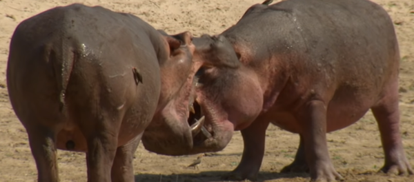 Dos hipopótamos luchan - Sputnik Mundo