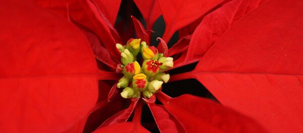 Flor de Nochebuena - Sputnik Mundo