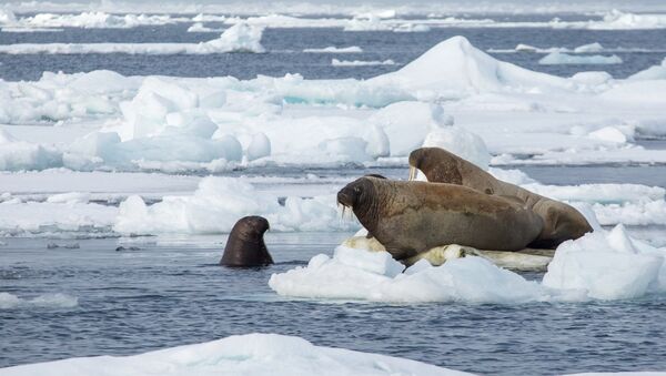 Morsas - Sputnik Mundo