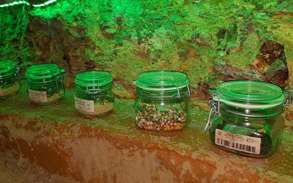 El único banco de semilla en su especie de preservación de la flor de la Cuetlaxóchitl para Guerrero y México El único banco de semilla en su especie de preservación de la flor de la Cuetlaxóchitl para Guerrero y México - Sputnik Mundo