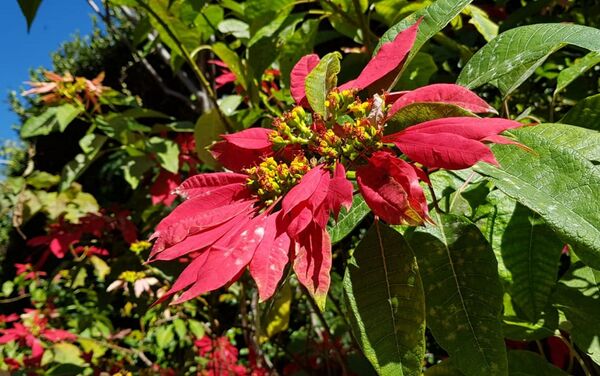El único banco de semilla en su especie de preservación de la flor de la Cuetlaxóchitl para Guerrero y México El único banco de semilla en su especie de preservación de la flor de la Cuetlaxóchitl para Guerrero y México - Sputnik Mundo