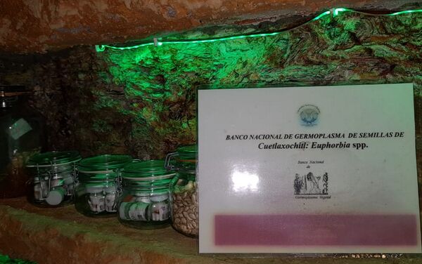 Banco Nacional de Germoplasma de semillas de Cuetlaxóchitl (flor de Nochebuena) Banco Nacional de Germoplasma de semillas de Cuetlaxóchitl (flor de Nochebuena) - Sputnik Mundo