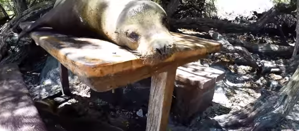 ¡Déjame en paz! Un enojado león marino frustra el picnic de unos turistas en las Galápagos - Sputnik Mundo