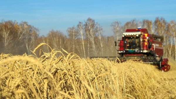 Cereales en Rusia - Sputnik Mundo