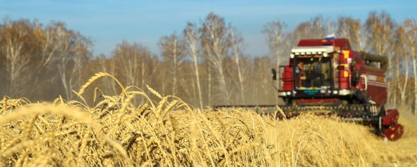 Cereales en Rusia - Sputnik Mundo