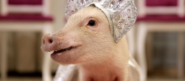 2019, el año del cerdo de tierra en el horóscopo chino - Sputnik Mundo