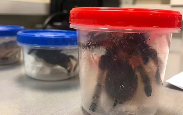 Arañas mexicanas encontradas en equipaje de un ruso en el aeropuerto de Moscú Arañas mexicanas encontradas en equipaje de un ruso en el aeropuerto de Moscú - Sputnik Mundo