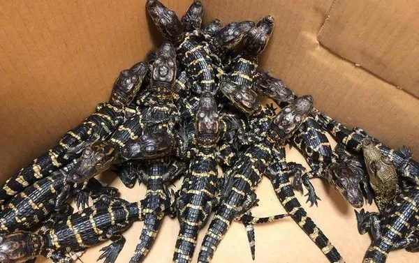 Cocodrilos encontrados en equipaje de un ruso en el aeropuerto de Moscú Cocodrilos encontrados en equipaje de un ruso en el aeropuerto de Moscú - Sputnik Mundo