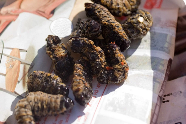 Orugas fritas, plato típico en la época navideña en Sudáfrica - Sputnik Mundo