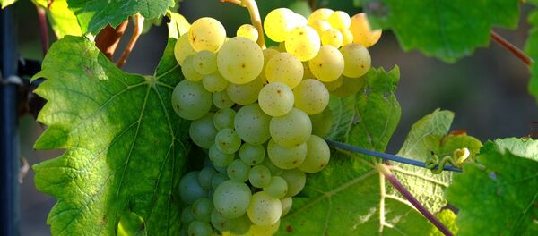 Un racimo de uvas blancas en una parra - Sputnik Mundo