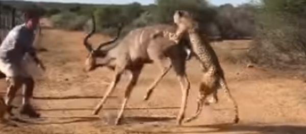 Depredadores sin piedad: dos leopardos degollan a un antílope - Sputnik Mundo