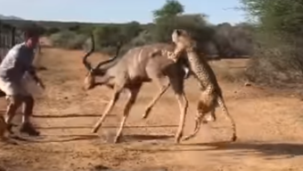Depredadores sin piedad: dos leopardos degollan a un antílope - Sputnik Mundo