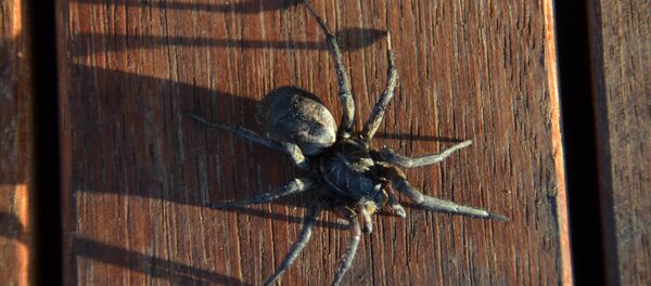 Una araña australiana - Sputnik Mundo