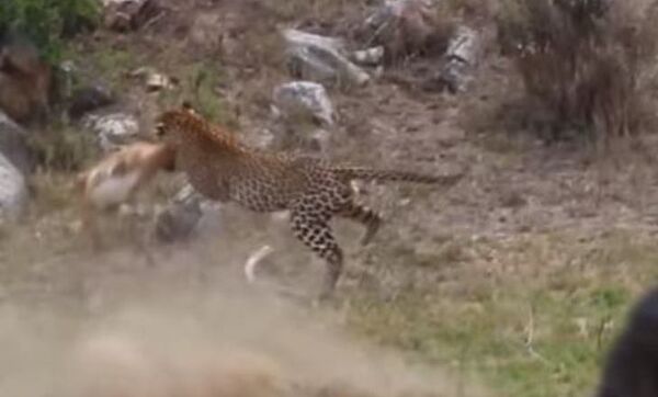 De un solo salto: un leopardo captura a un impala - Sputnik Mundo