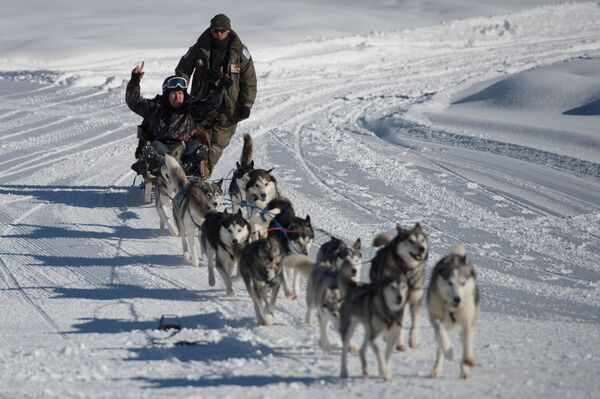 Un turista montando en trineo tirado por unos perros husky - Sputnik Mundo