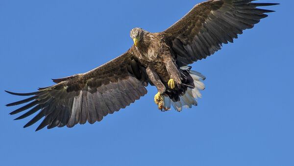 Un águila - Sputnik Mundo