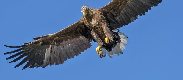 Un águila Un águila - Sputnik Mundo