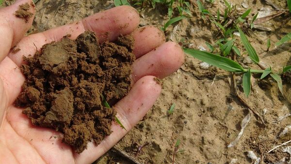 Un poco de compost - Sputnik Mundo