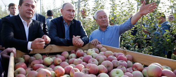 El presidente ruso, Vladímir Putin, y el primer ministro, Dmitri Medvédev, inspeccionan huertos de manzanas de la empresa agrícola Rassvet en la región de Stávropol en octubre de 2018 - Sputnik Mundo