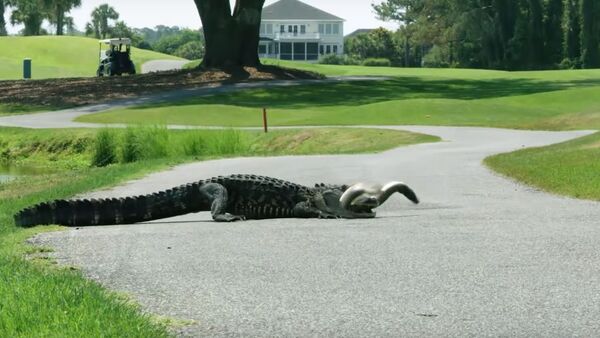 Un aligátor lucha contra una anguila - Sputnik Mundo