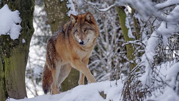 Un lobo (archivo) - Sputnik Mundo