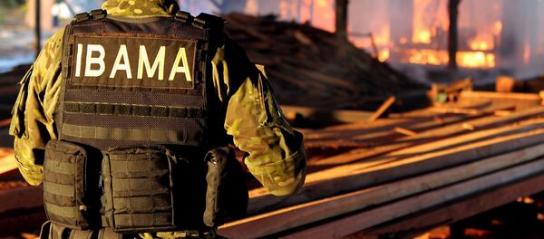 Un empleado del Instituto Brasileño de Medio Ambiente (Ibama) - Sputnik Mundo