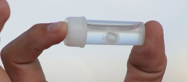 Irukandji, una medusa altamente venenosa - Sputnik Mundo