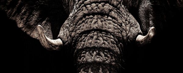 Un elefante - Sputnik Mundo