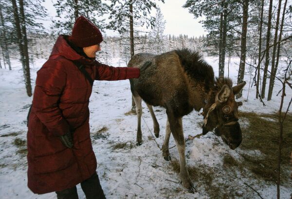 Una aldea saami perdida en la región rusa de Múrmansk - Sputnik Mundo