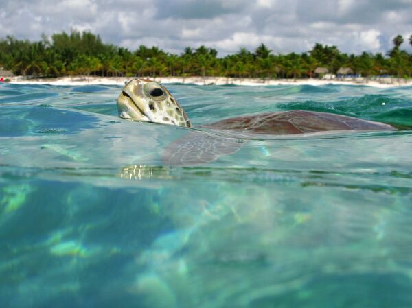 Akumal - Sputnik Mundo