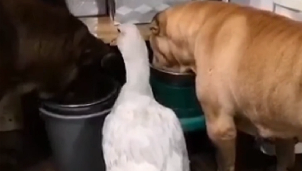 La curiosa historia de un pato que se cree perro - Sputnik Mundo