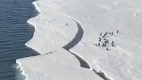 ¡Corre, corre! Un pingüino que intenta salvar su vida durante un deshielo vive un tenso momento - Sputnik Mundo