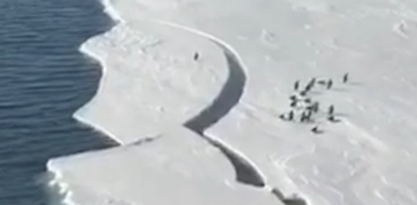 ¡Corre, corre! Un pingüino que intenta salvar su vida durante un deshielo vive un tenso momento - Sputnik Mundo