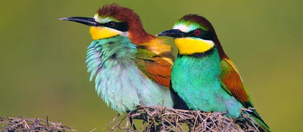 Los abejarucos europeos - Sputnik Mundo