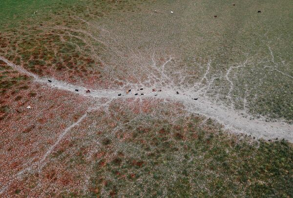 Por primera vez en 2.000 años: la laguna de Aculeo se seca completamente en Chile - Sputnik Mundo
