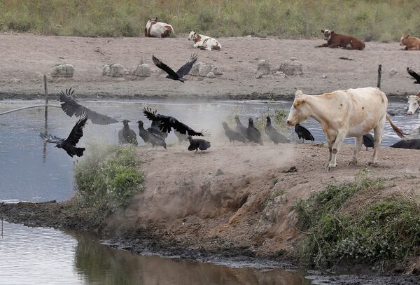Por primera vez en 2.000 años: la laguna de Aculeo se seca completamente en Chile - Sputnik Mundo
