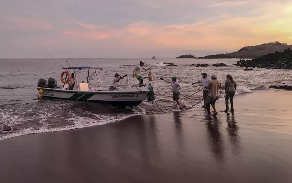Desembarque de las iguanas Conolophus subcristatus en la Isla Santiago, en Islas Galápagos Desembarque de las iguanas Conolophus subcristatus en la Isla Santiago, en Islas Galápagos - Sputnik Mundo