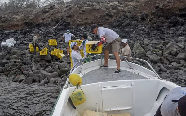 Desembarque de las iguanas Conolophus subcristatus en la Isla Santiago, en Islas Galápagos Desembarque de las iguanas Conolophus subcristatus en la Isla Santiago, en Islas Galápagos - Sputnik Mundo