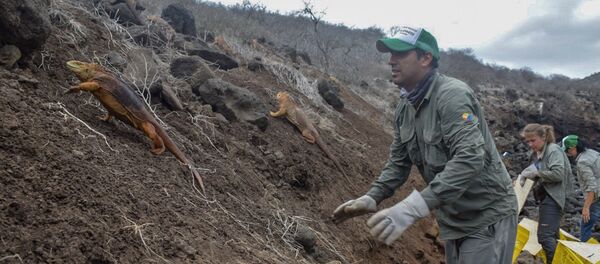 Liberación de las iguanas Conolophus subcristatus en la Isla Santiago, en Islas Galápagos - Sputnik Mundo