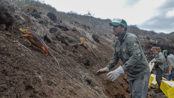 Liberación de las iguanas Conolophus subcristatus en la Isla Santiago, en Islas Galápagos - Sputnik Mundo