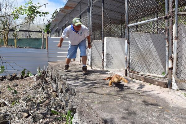 Iguanas Conolophus subcristatus en cautiverio en Seymour Norte, Islas Galápagos - Sputnik Mundo
